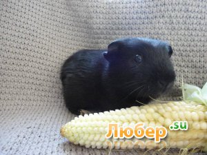 Продаются морские свинки Продаются морские свинки